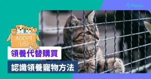 香港寵物領養〡領養代替購買貓狗！申請手續+5間機構簡介
