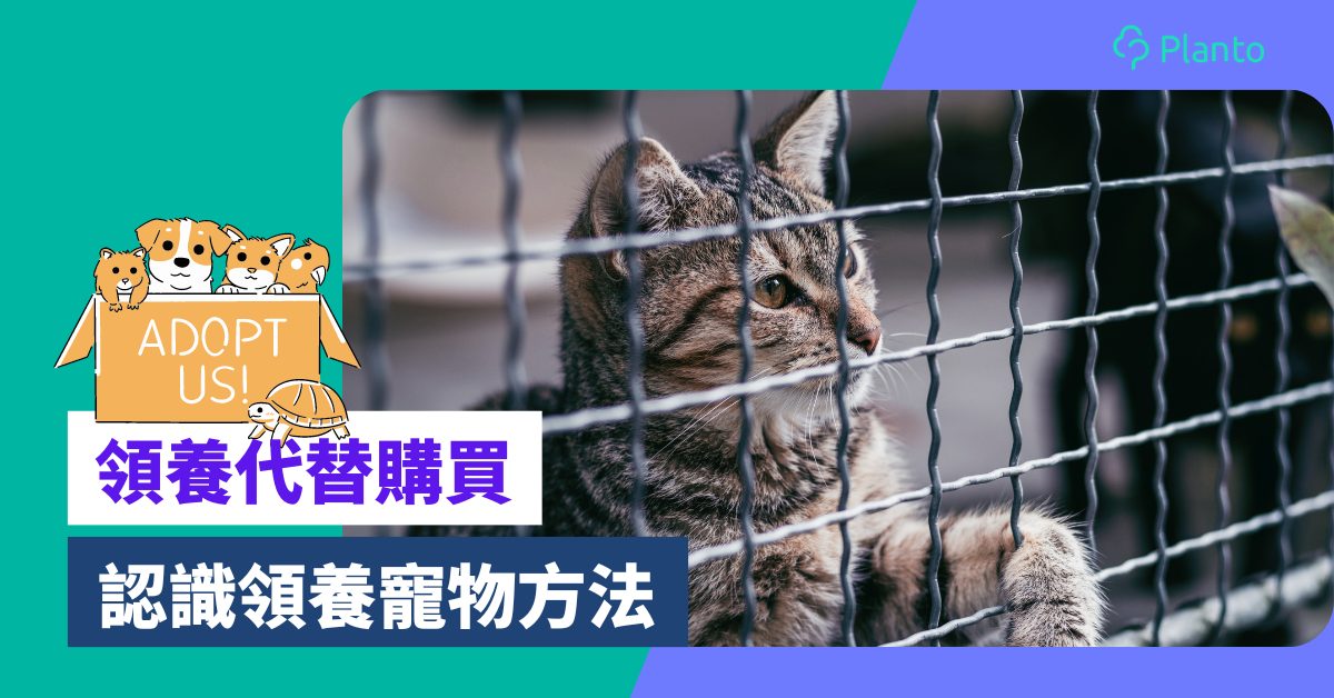 香港寵物領養〡領養代替購買貓狗！申請手續+5間機構簡介